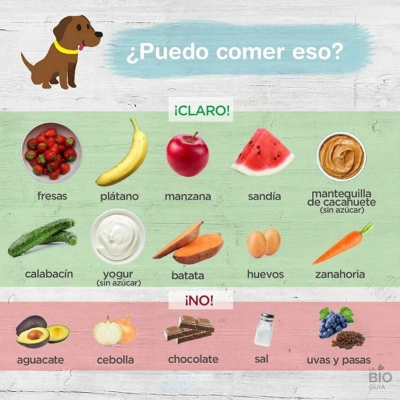 Estos Son Los Alimentos Que Puedes Darle A Tu Perro Sin Causarle Ningún Daño Deliciastv Blog 5439