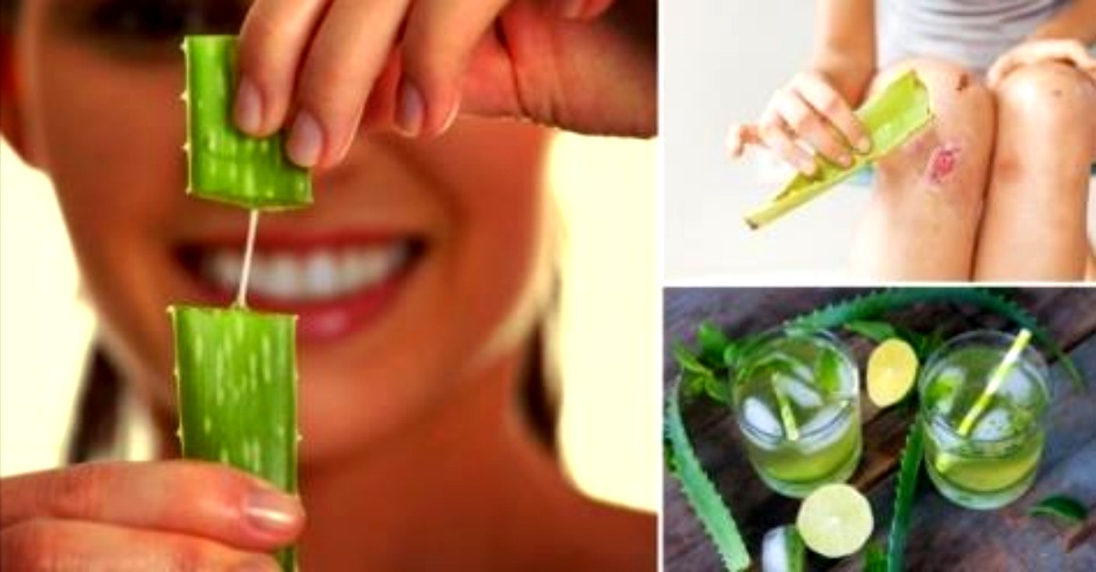 15 Usos Del Aloe Vera Que La Convierten En Un Infaltable En Todo Hogar Deliciastv Blog 2138