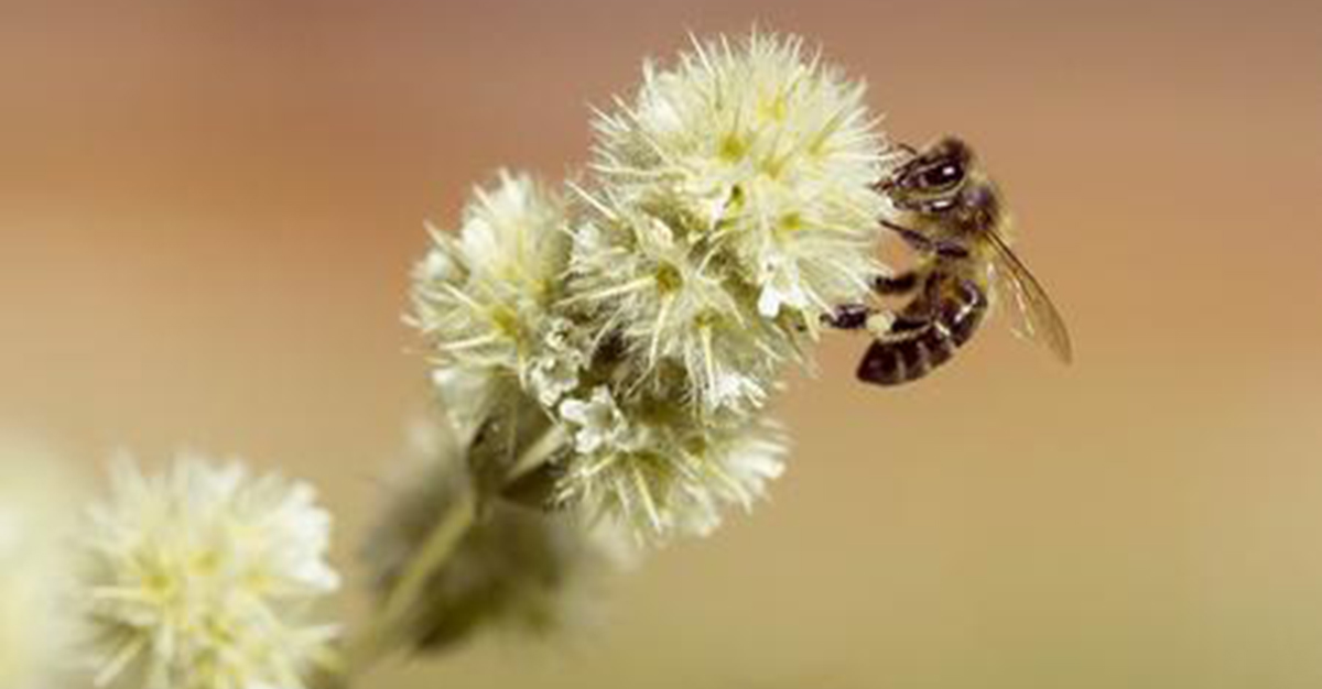 Abejas Portada Delicias Tv Blog